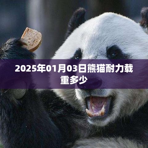 熊猫载重揭秘，2025年1月3日耐力载重数据公布