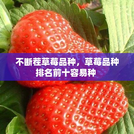 不断茬草莓品种，草莓品种排名前十容易种 