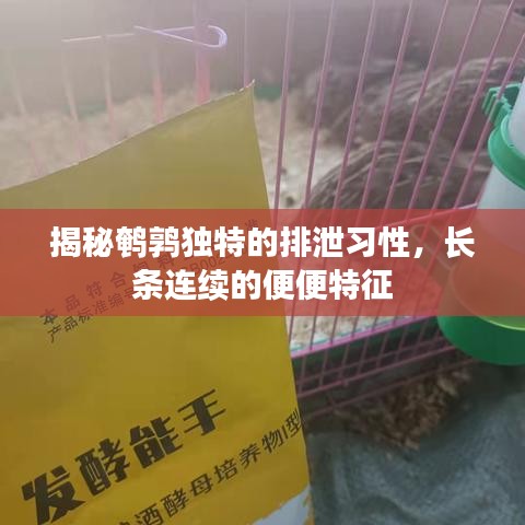 揭秘鹌鹑独特的排泄习性，长条连续的便便特征