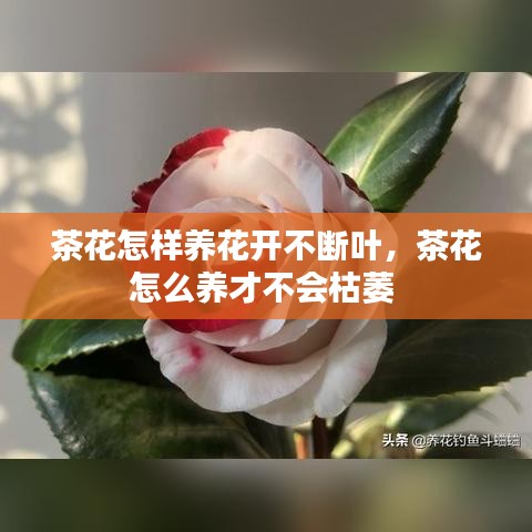 关于我们 第48页