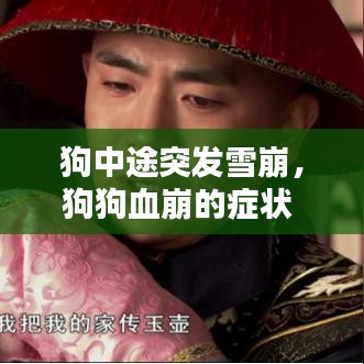 狗中途突发雪崩，狗狗血崩的症状 