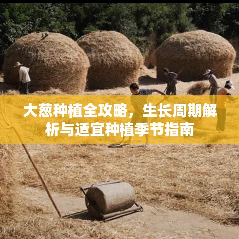 大葱种植全攻略，生长周期解析与适宜种植季节指南