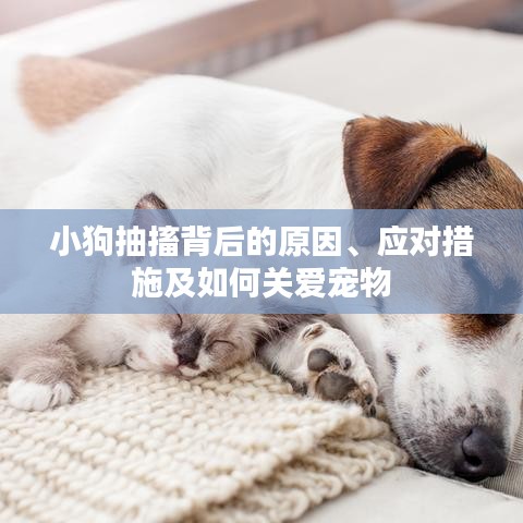 小狗抽搐背后的原因、应对措施及如何关爱宠物