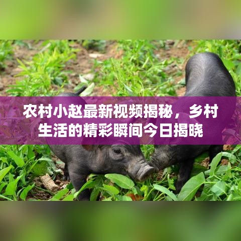 农村小赵最新视频揭秘，乡村生活的精彩瞬间今日揭晓