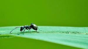 蚂蚁森林官方下载,专业级工具引领绿色科技革新,快速响应方案引领行业前沿——6DM_v3.568版本深度解读