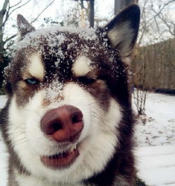 哈士奇激活码同电视家下载官方下载,数据整合执行策略_精装版_v3.989